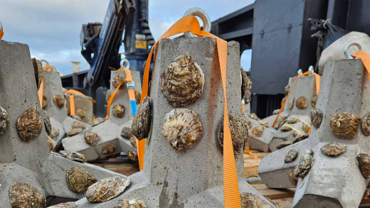oester