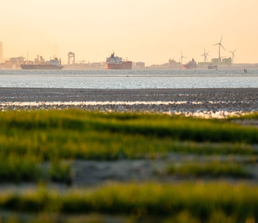 westerschelde